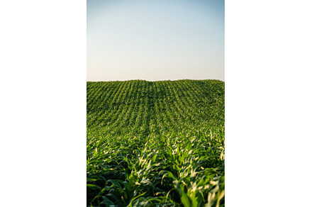 Vibrant rolling cornfield landscape