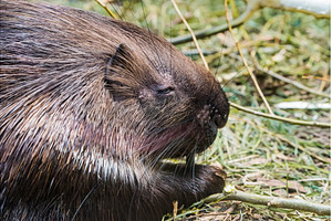 Eating white-tailed porcupine. Close, an Animal Photo by COLORFUL