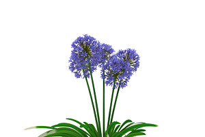 Agapanthus Africanus Flower