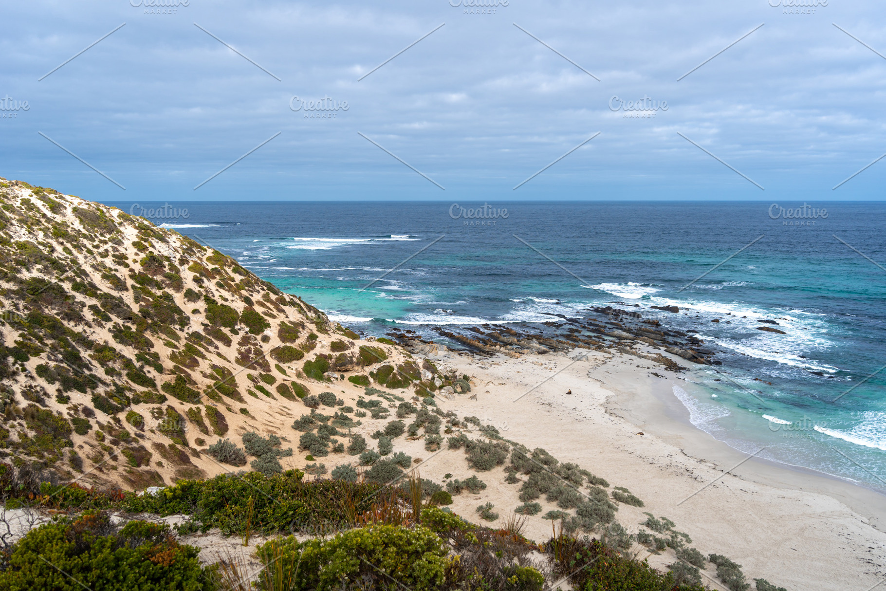 Seals resting on the sandy beach of Seal Bay, in Kangaroo Island, an Animal Photo by GoodGoods