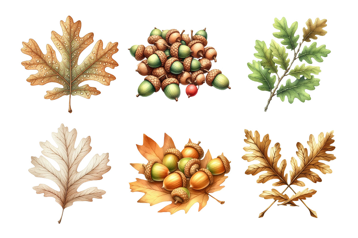 Acorns & Oak Leaves Clipart, an Illustration by Daily.Designs (Photo 4 of 5)