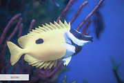 Underwater Photography Presets, a Plug-in Add-On by FixThePhoto (Thumbnail 14 of 32)