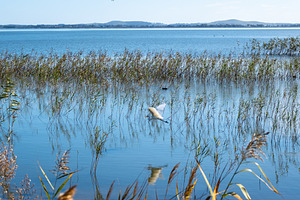 Plumed egret taking flight over Lake Colac, Victoria, Australia, an Animal Photo by GoodGoods