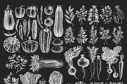 Vegetables & Herbs Vector Sketches., an Object Graphic by Yevheniia (Thumbnail 9 of 11)
