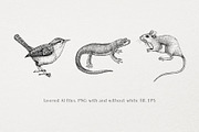 Vector Animals & Summer Flowers Set, a Seasonal Illustration by Yevheniia (Thumbnail 5 of 14)