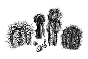 Cactuses and succulents collection, a Decorative Illustration by handsketched (Thumbnail 4 of 7)