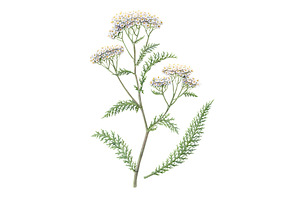 Yarrow Pencil Illustration