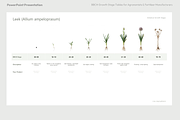 BBCH Growth Stages, Other Crops, a Presentation Template by Ilia Design (Thumbnail 8 of 8)