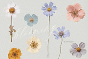 Pressed Flowers (Png) HELLO SPRING, a Background Graphic by by creative paper (Thumbnail 6 of 13)