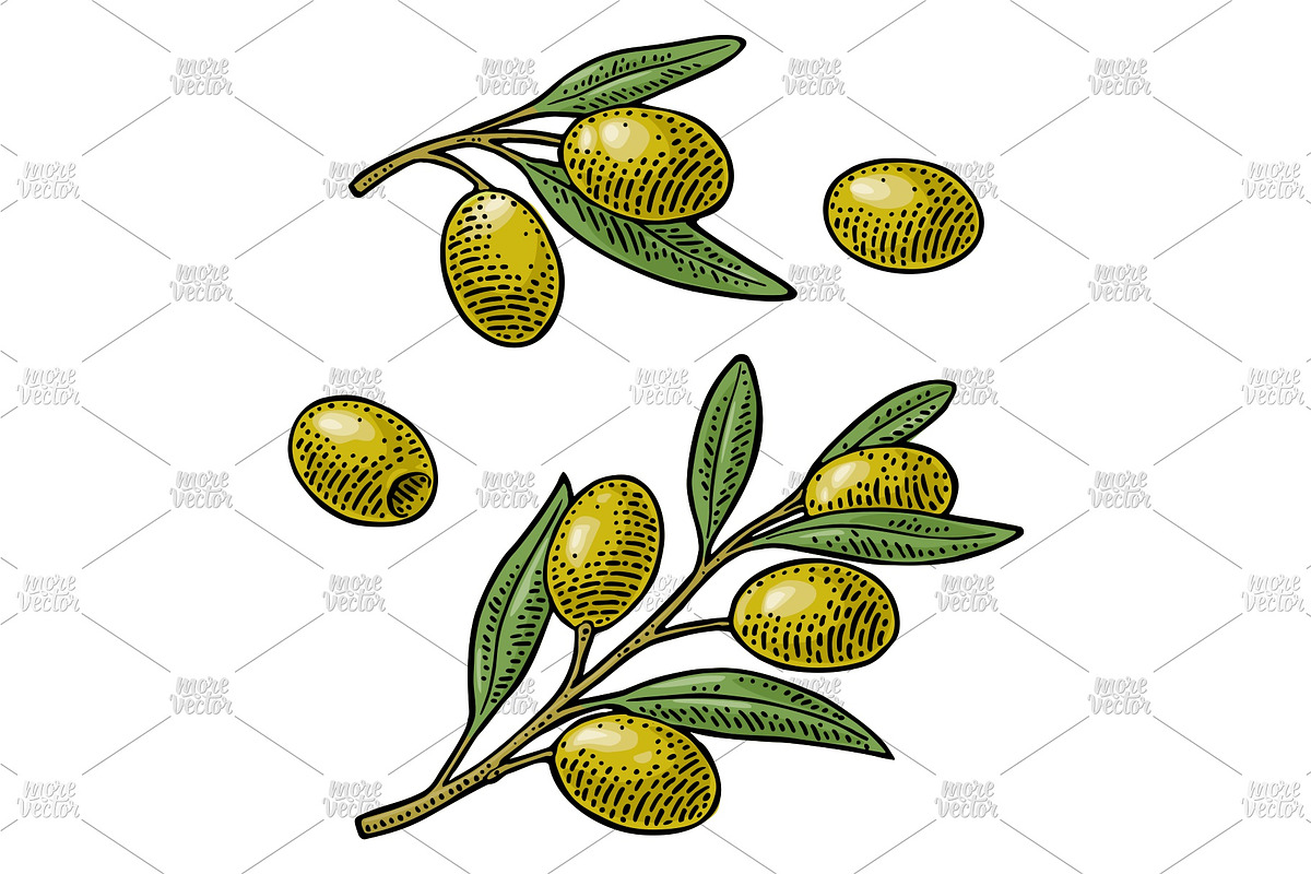 olive oil making engrave, a Food Illustration by MoreVector (Photo 3 of 3)