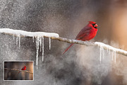 25 Snow Brushes for Photoshop, a Brush Add-On by Uplift Actions (Thumbnail 6 of 7)