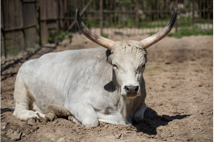 Hungarian grey cattle relax outdoor, an Animal Photo by COLORFUL