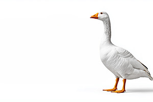 White goose standing on a white, an Animal Photo by MistyDay