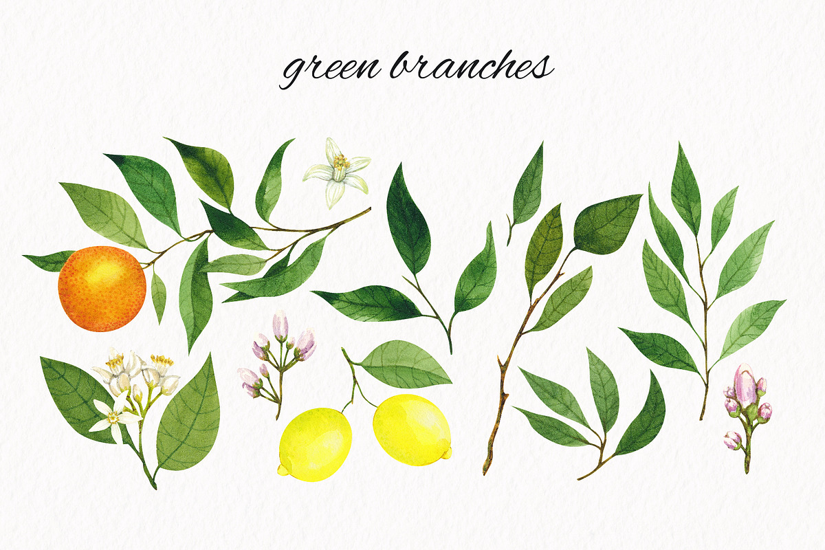 Citrus. Watercolor collection, an Illustration by Kuzya's shop (Photo 3 of 9)