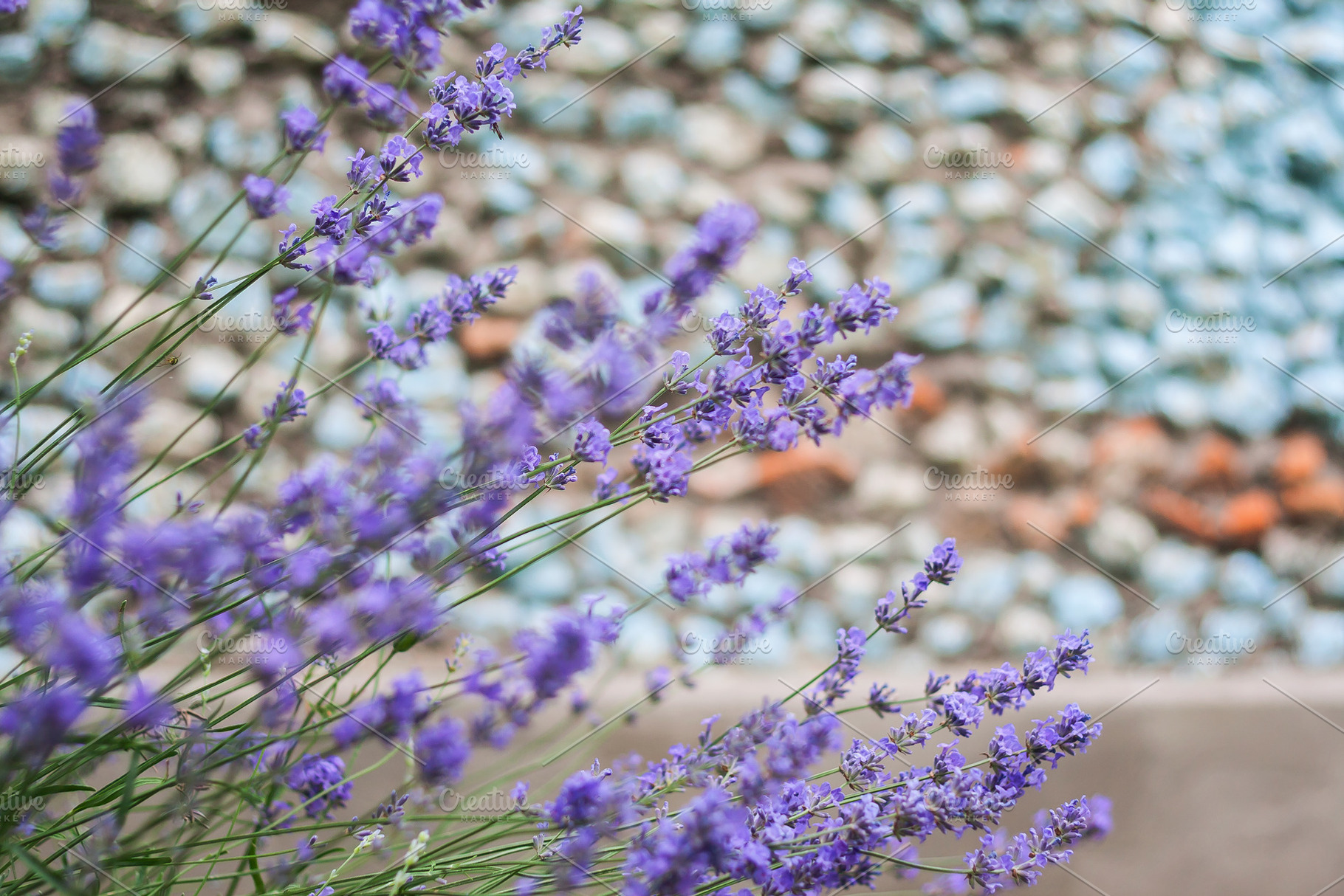 Bush with lavender flowers in blur in sunlight, a Nature Photo by TanaCh