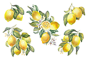 Lemon Garden Watercolor Cliparts, a Decorative Illustration by Jeanna Draw (Thumbnail 3 of 11)
