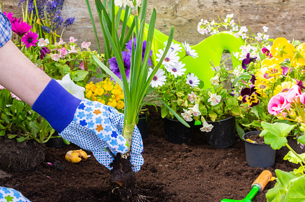 Gardener planting Narcissus, a Nature Photo by Pandateam