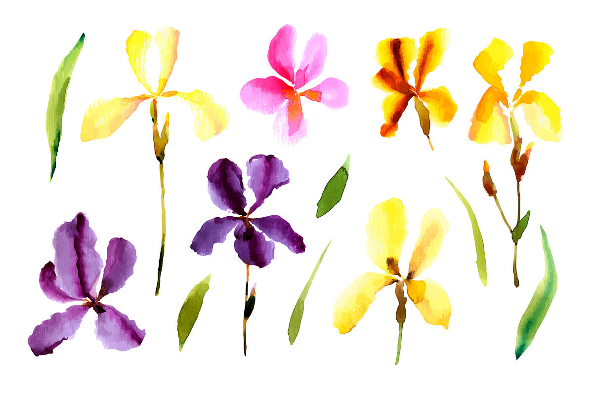 №3 Set watercolor irises vector, a Decorative Illustration by Rasveta (Photo 5 of 5)