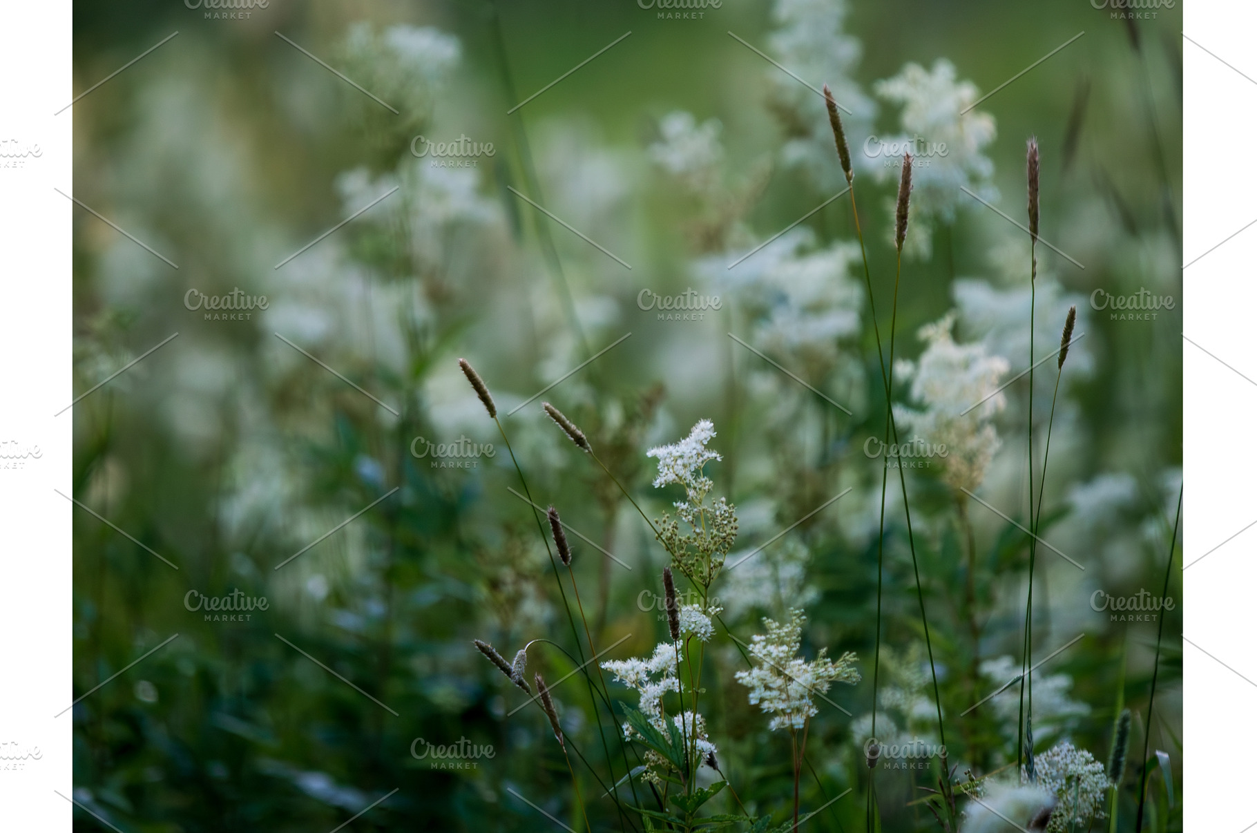 Field of White Flowers and Grass, a Nature Photo by Fascinadora