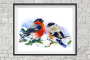 SALE! Christmas Bullfinches, a Decorative Illustration by MaryAmi (Thumbnail 2 of 3)