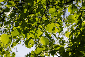 foliage of a linden tree in sunny weather, part of a linden tree with new folia, a Photo by rsoollAI