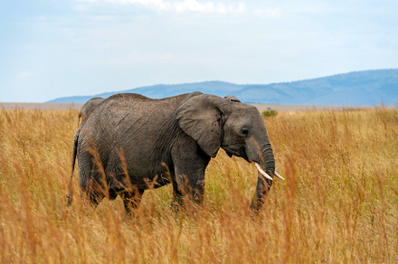 Elephant stock photo containing elephant and animal, an Animal Photo by Byrdyak