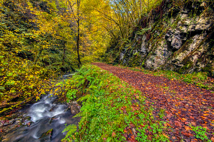Path through the Cea forest in Parres, Asturias., a Nature Photo by CreativePhotoSpain