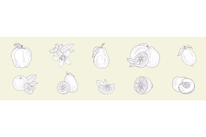 Hand Drawn Fruit and Fresh Juicy, a Food Illustration by TopVectors