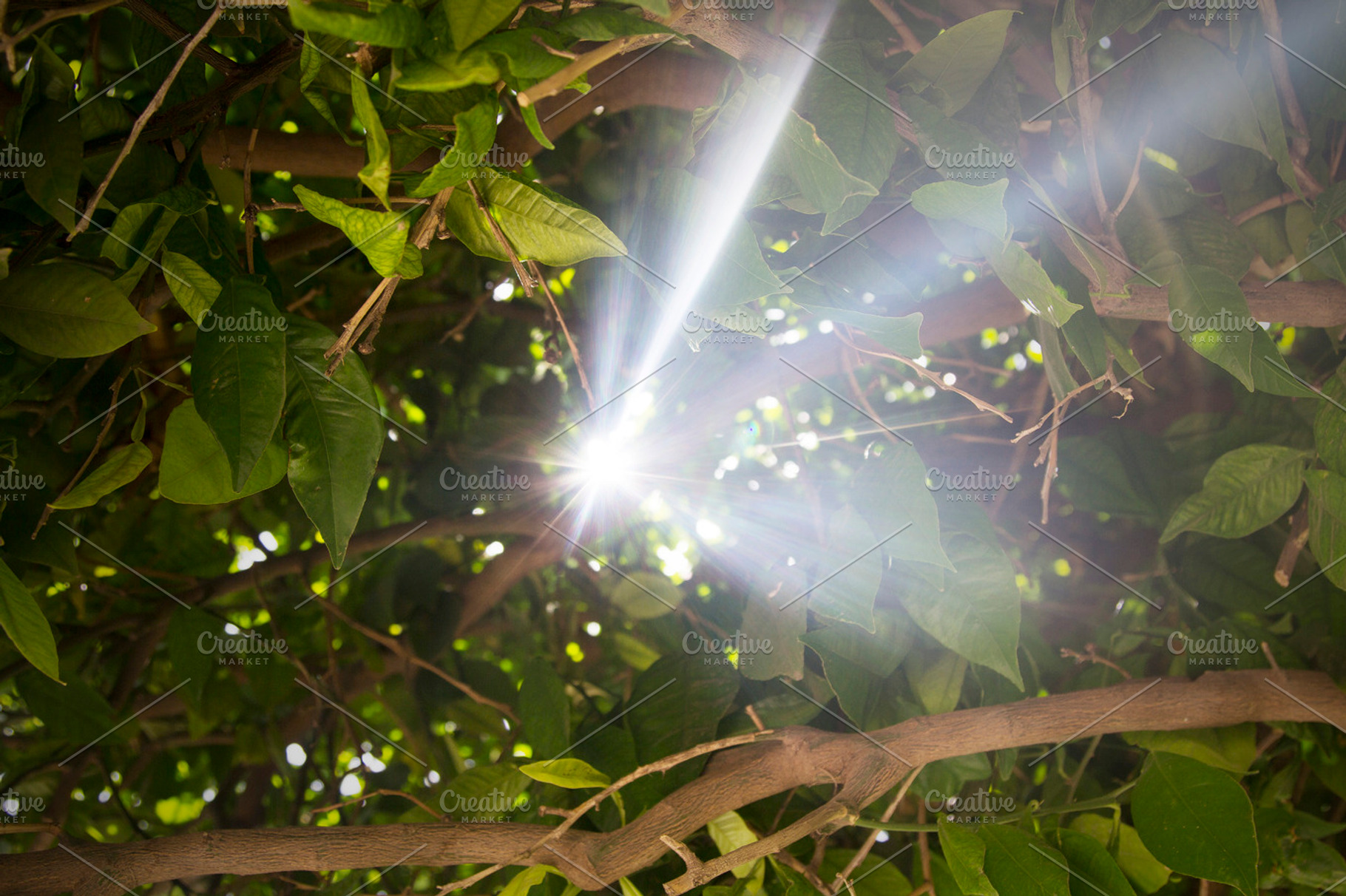 Let the sunshine in, a Nature Photo by Magic Mint