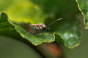 Fork-banded Cotton Bug