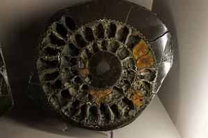 Close up of the fossil pyritized ammonite, a School & Education Photo by Bepslabor