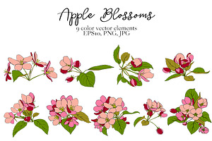 Apple Blossoms