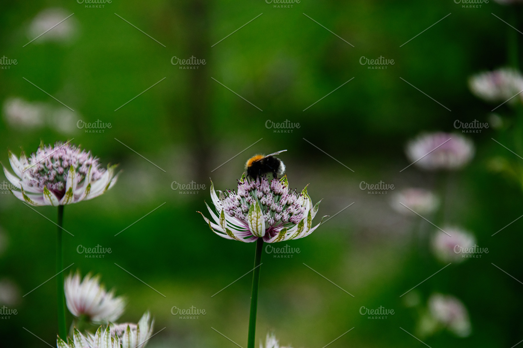Bee collecting nectar on vibrant purple flowers in Reykjavik, Iceland garden, a Photo by AS photostudio