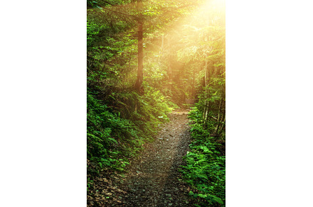 Summer green forest, a Nature Photo by Nature and travel