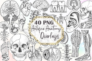 Antique Anatomy Overlays Set, an Illustration by Sublimation Artist