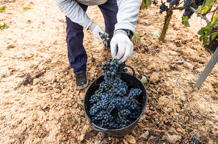 Harvesting works containing worker, cluster, and grape