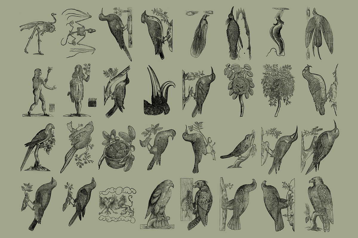 Birds of the World Illustrations, an Animal Illustration by Nomad Visuals (Photo 4 of 12)