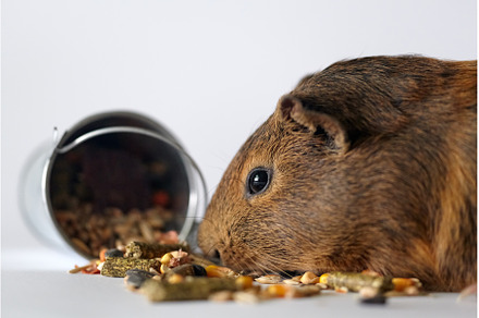 Cute little brown guinea pig nibbles