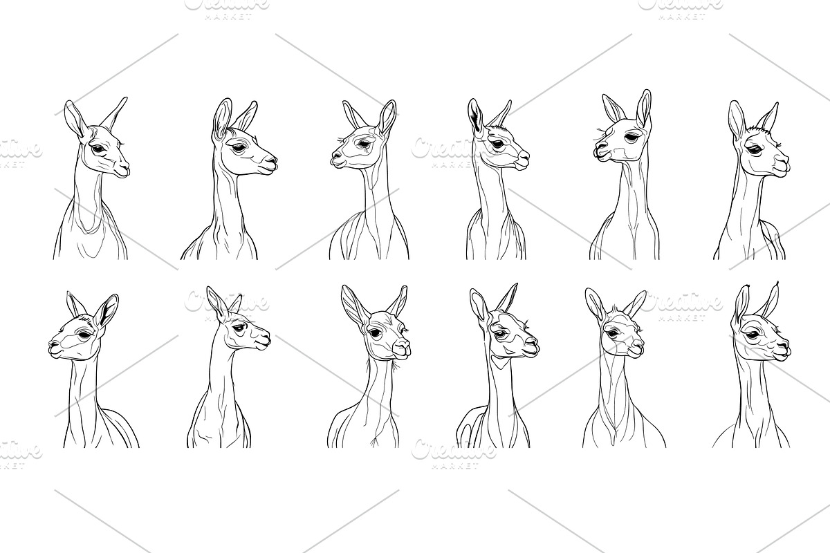 Llama ink sketch vector set. Animal, an Animal Illustration by Stock-Smart-Start