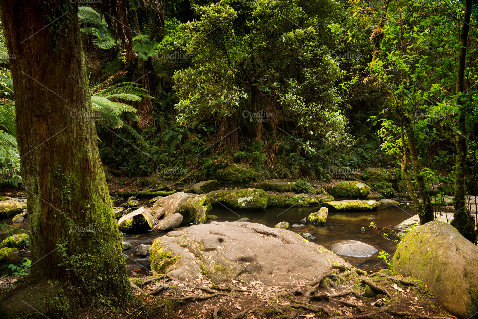 Otways National Park, a Nature Photo by THP Creative