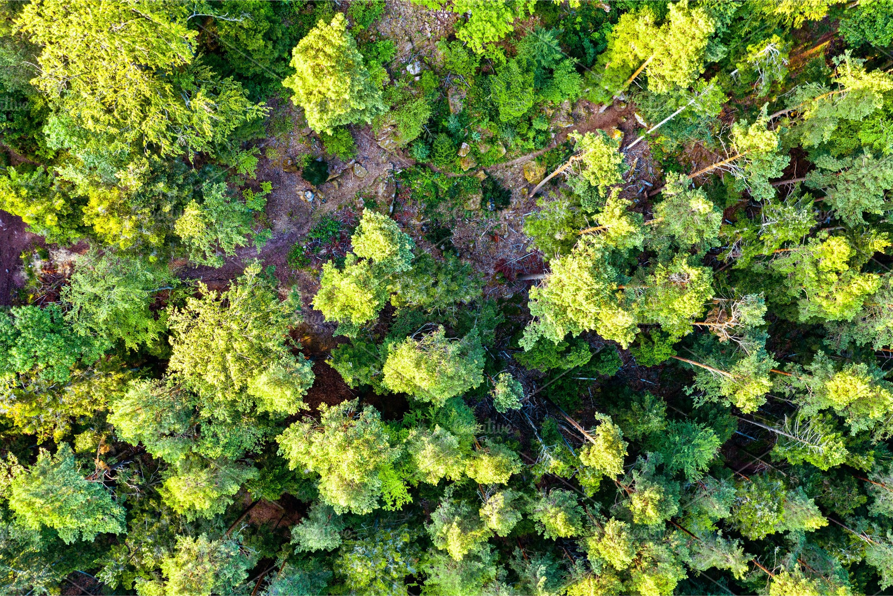 Aerial view of trees in the vosges containing forest, france, and vosges, a Nature Photo by Leonid Andronov