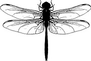 20 Dragonfly Silhouette Mega, an Object Graphic by Designer_Momina (Thumbnail 12 of 19)