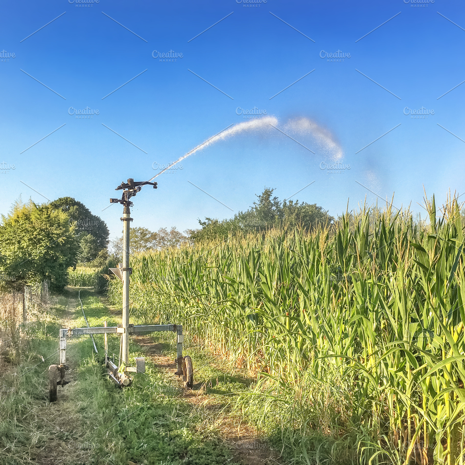 Farm field wheat growing field, a Nature Photo by KYNA STUDIO