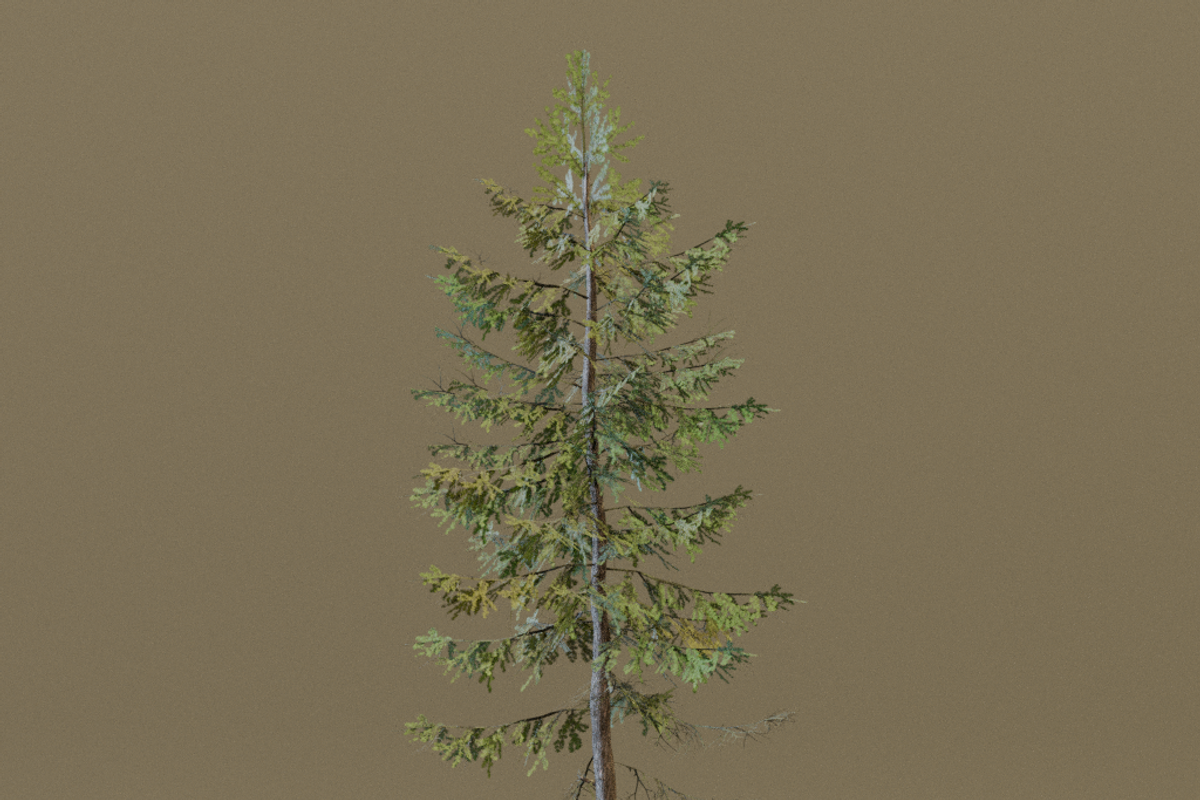 The European Larch Tree, a Plants & Tree 3D Model by FuturePastCreatives (Photo 4 of 9)