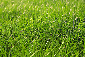 Green grass, a Photo by saiko3p