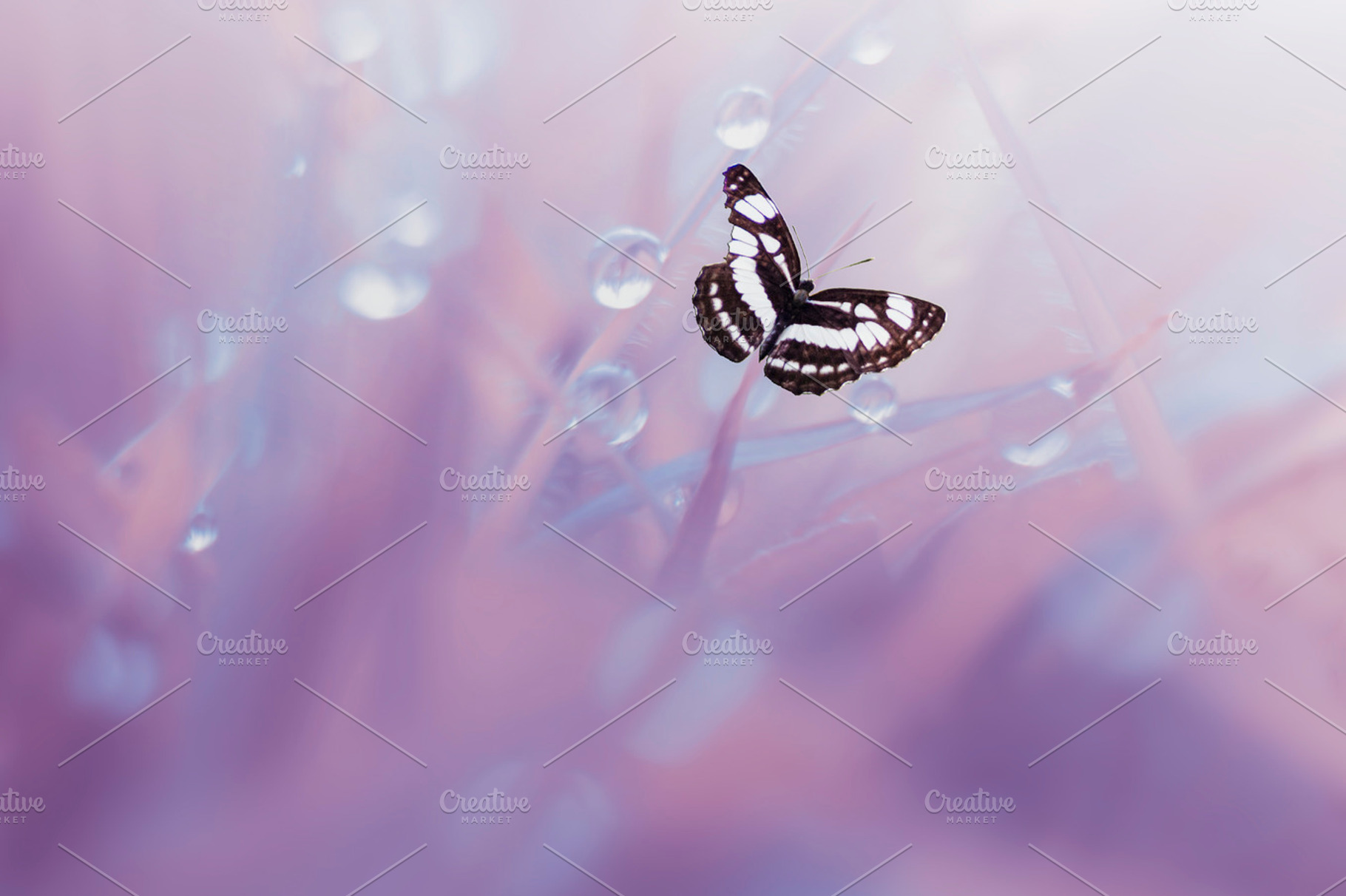 Butterfly insect macro containing butterfly, insect, and macro, an Animal Photo by roni kurniawan