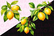 Lemons Watercolor Clipart, a Food Illustration by LekoArt (Thumbnail 3 of 10)