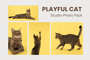 Playful Cat Studio Photo Pack