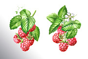 Summer Raspberries. Watercolor set, a Food Illustration by Daria Ustiugova (Thumbnail 15 of 26)
