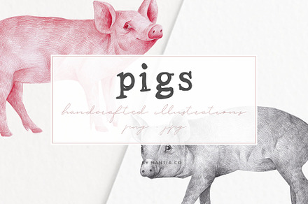 Hand drawn Illustrations Pigs